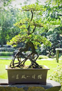 Close up of a bonsai tree on a nature background