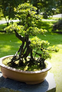 Close up of a bonsai tree on a nature background