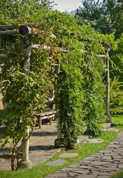 Ivied arbor in a summer garden