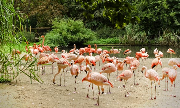 Caribbean flamingos in a zoo