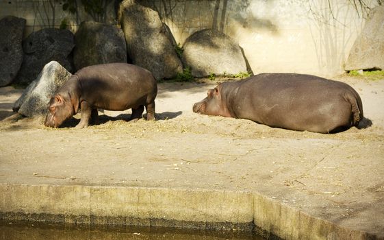 Hippopotamus family in a zoo