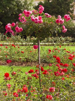 Close up of roses on a nature background