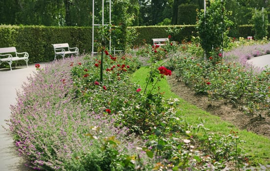 Summer view of a garden