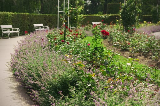 Summer view of a garden