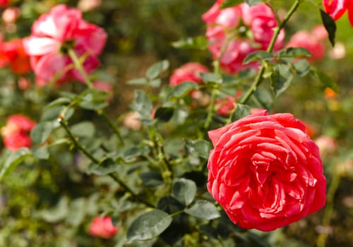 Close up of roses on a nature background
