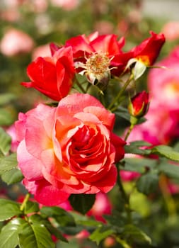 Close up of roses on a nature background