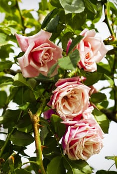 Close up of roses on a nature background