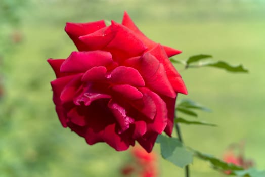 Close up of a rose on a nature background