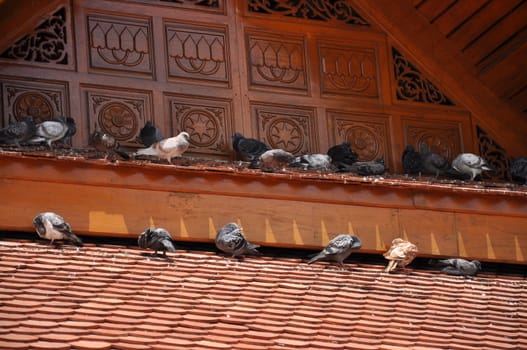 The birds on the roof.