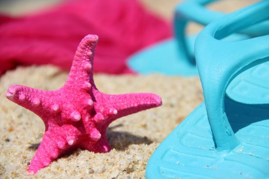 Funny starfish on the beach 