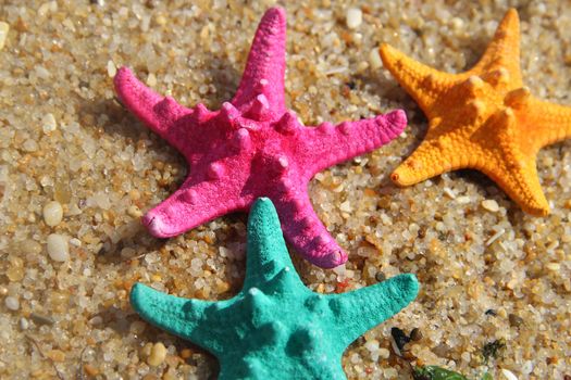 Funny starfishes on the beach 