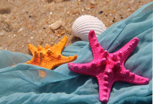 Funny and vivid starfishes on the beach 