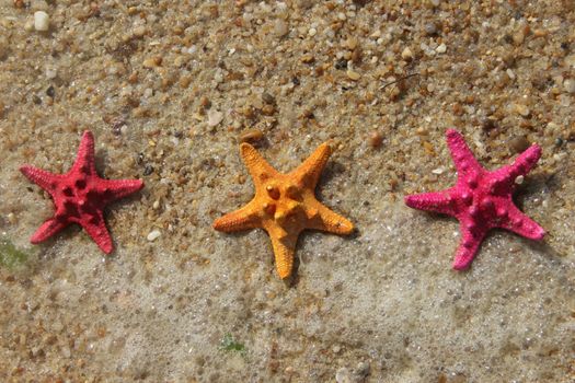 Funny starfishes on the beach 