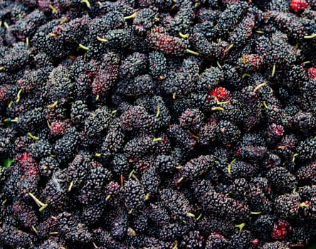 many fresh black mulberrys