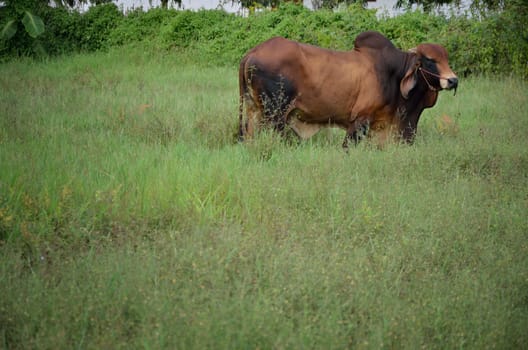 Cow in the field