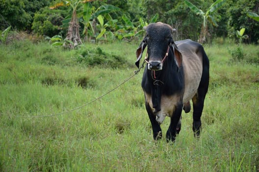 Cow in the field, Farm animal 