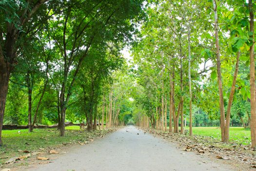 Road through row of green trees