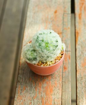 Fresh cactus in garden