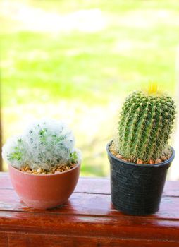 Fresh cactus in garden