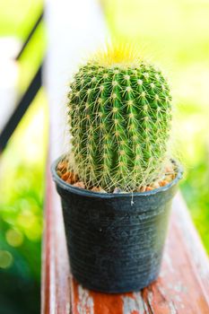 Fresh cactus in garden