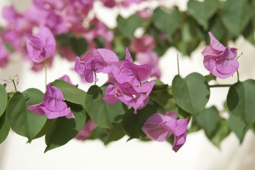 Pink tropical bougainvillea on white wall background 