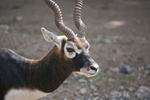 Male blackbuck, (Antilope cervicapra), antelope species native to the Indian Subcontinent.