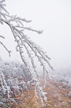 snow on rodadafter great snow at chinese south pro Guangdong