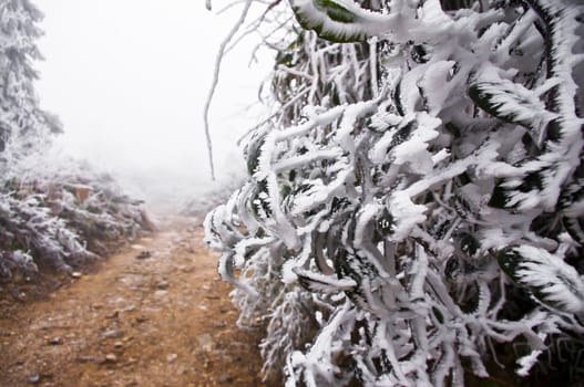 snow on rodadafter great snow at chinese south pro Guangdong