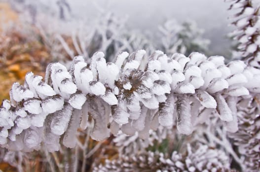 ice on leaves after great snow at chinese south pro Guangdong