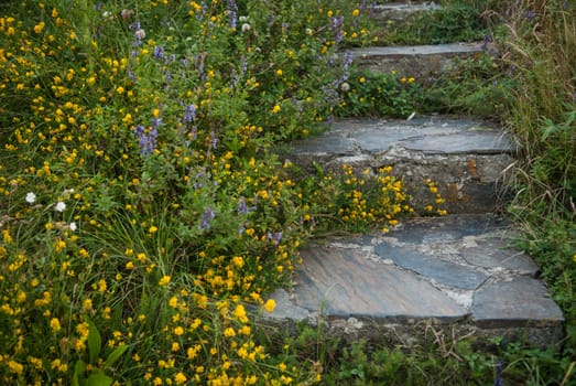 Stairs made of stone surrounded by yellow flowers