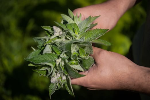 Green fresh Peppermint with dew on the leaves