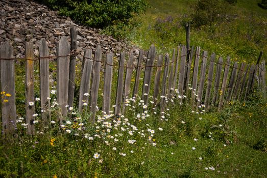 Camomille in Caucasian Mountains in South Ossetia in summer