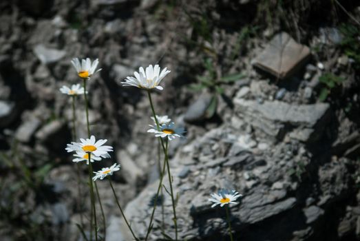 Camomille in Caucasian Mountains in South Ossetia in summer