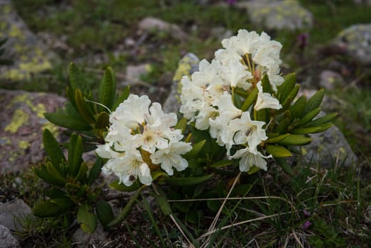 Rhododendron in summer Caucasian mountains in South Ossetia