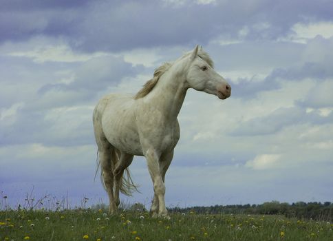 Photography of a stallion