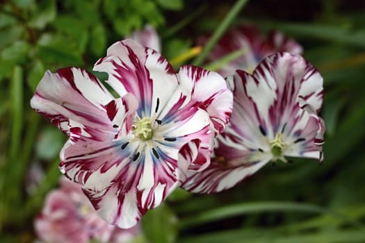 Close up image of a bright red-whitte tulip
