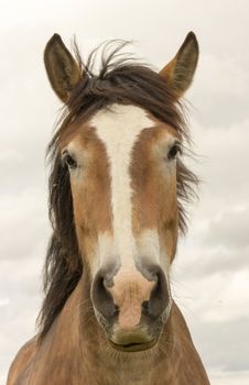 Photography of a stallion