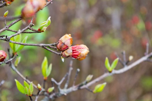 Beautiful azalea flower at the mountain of china pro Guangdong