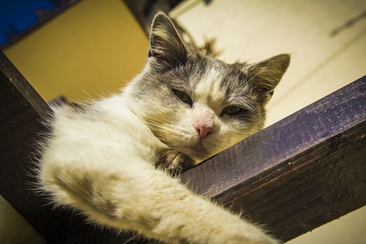 Beautiful gray and white cat