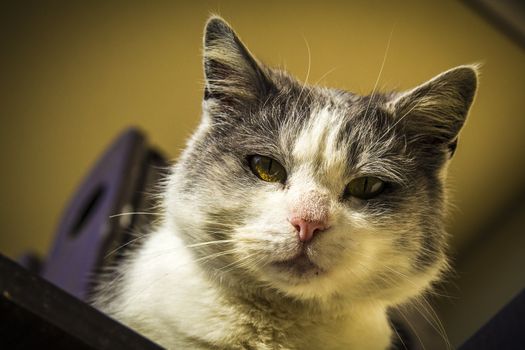 Beautiful gray and white cat