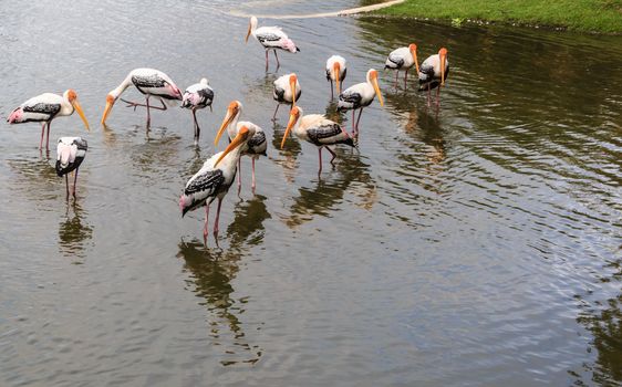 Flock of Painted Stork is fishing in the Lake (Ibis leucocephalus)