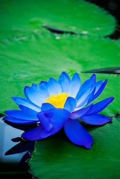 beautiful blue water lily in Kew Gardens London