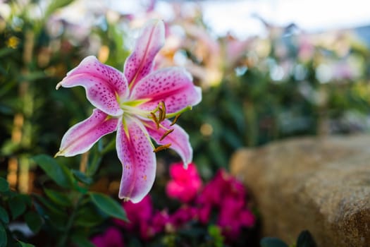 pink lily flower in garden with bokeh and green leaf in background