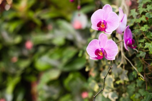 pink orchid flower in garden with green leaf in background