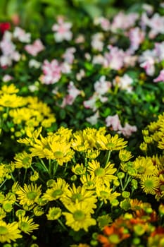 yellow flower in garden and white flower in background