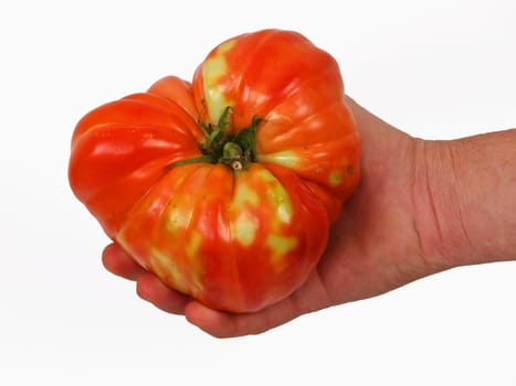 big tomato in the hands of a farmer