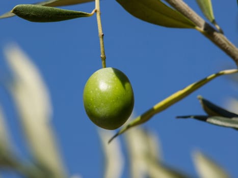 Olive tree with  big green colorful fruit