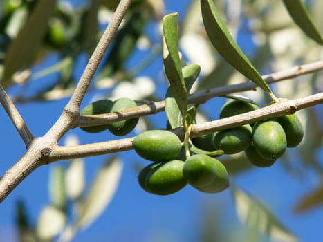 Olive tree with many colorful fruits