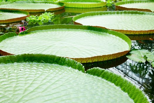 Floating leaves of amazon giant water lily Victoria