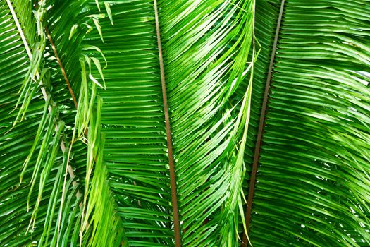 Big fern leaves natural background